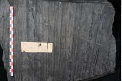 Foto (Detailansicht) von Sigillaria alternaus Lindl. et H. (NHMW-GEO-2024-0188-11229)